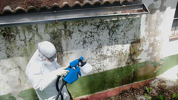 Trusted Mold Removal service in Olney, TX - Cheap Mold Removal